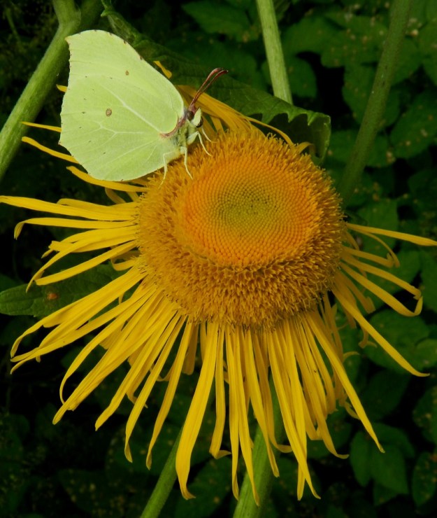 Telekia speciosa - auringontähden laitimmaiset kukat ovat yksineuvoisia emikukkia. Niiden teriön kielimäinen kärkiosa on lähes tasasoukka ja yleensä noin 15-25 mm pitkä sekä noin 1 mm leveä ja kärjestään enimmäkseen kolmihampainen. Teriön mykeröpohjukseen kiinnittynyt, piiloon jäävä ja kapean torvimainen tyviosa on noin 5-7 mm pitkä. Laidan kielikukkien teriö kääntyy kukinnan edetessä usein alaviistoon tai jopa riippuvaksi. Kookkaat kukintomykeröt houkuttelevat medellään ja siitepölyllään runsaasti ja monipuolisesti hyönteisiä. Kuvassa mykeröllä istuu sitruunaperhonen, Gonepteryx rhamni. EH, Hämeenlinna, Keinusaari, Varikonniemi, rehevä, metsittynyt, entinen saha- ja armeijan varikkoalue Vanajaveden rannassa, lounaisosa, 11.8.2012. Copyright Hannu Kämäräinen.