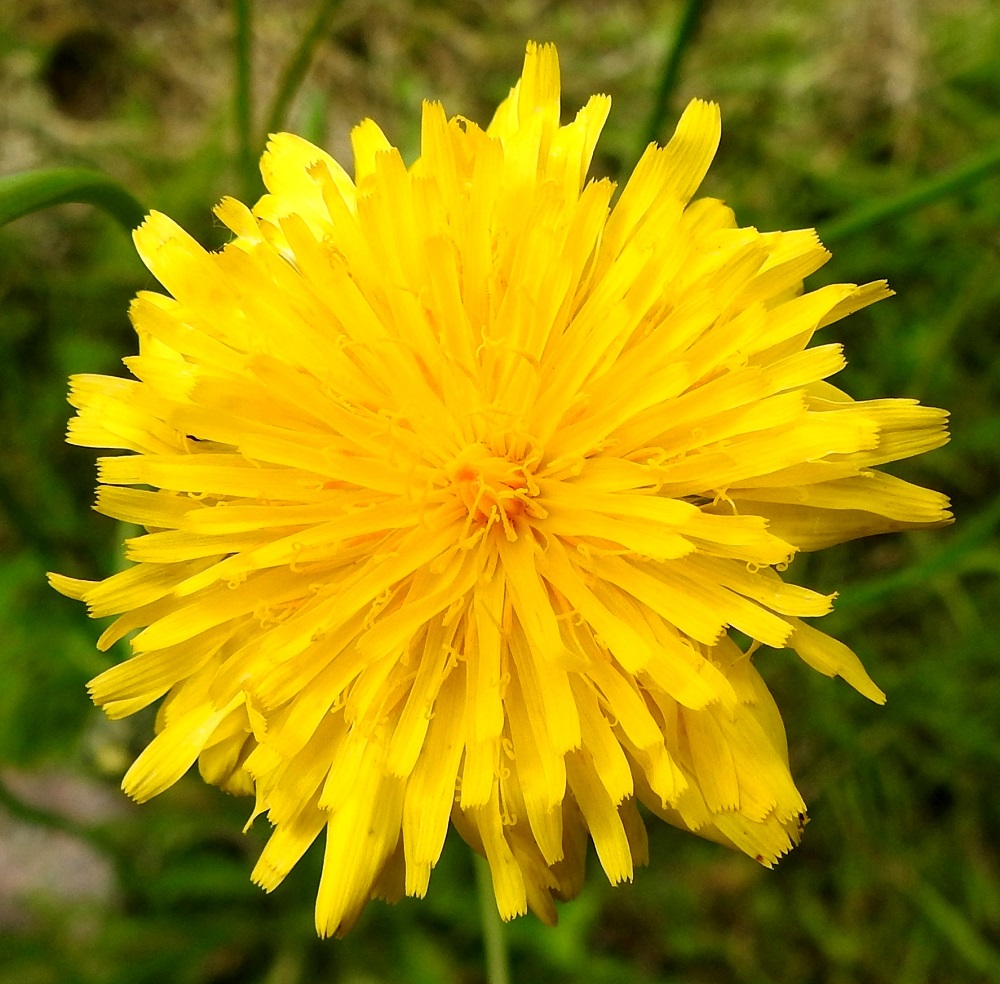 Hypochaeris radicata - liuskahäränsilmän mykerö on täydessä kukassaan hyvin monikukkainen. Kielikukkia on yleensä noin 200-300. 22.6.2025. Copyright Hannu Kämäräinen.
