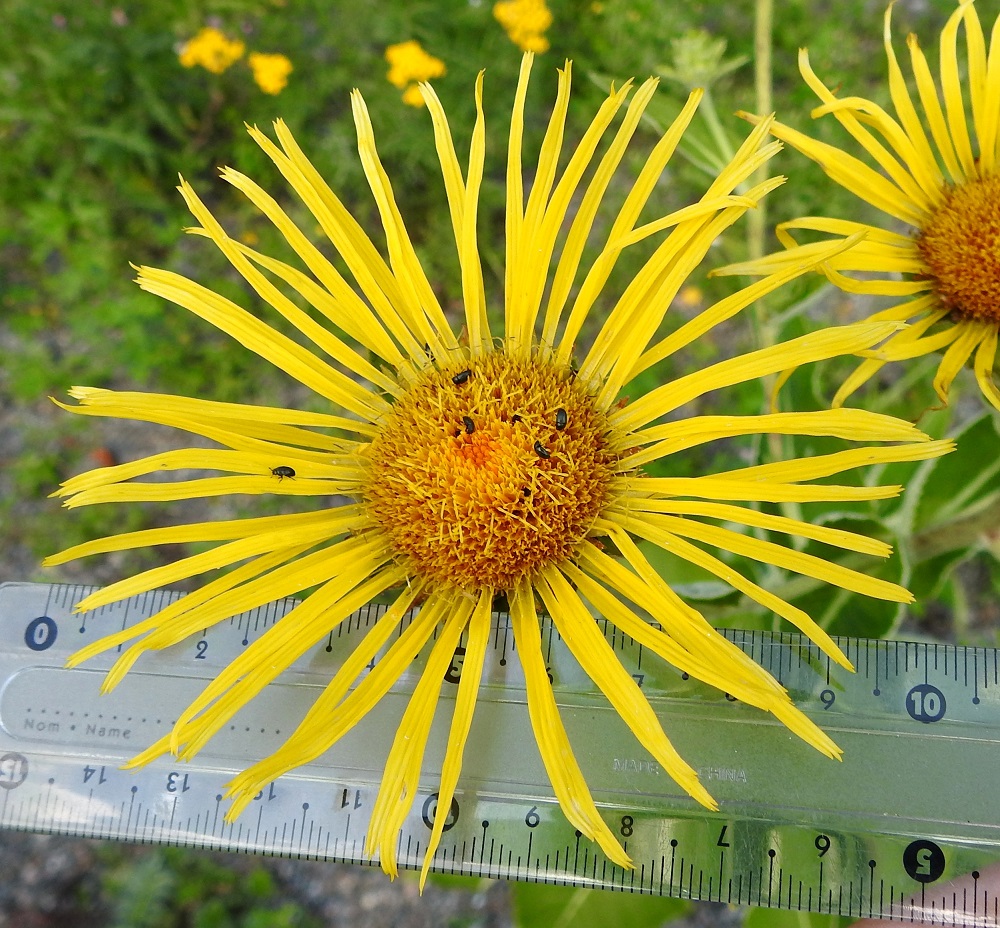 Inula helenium - isohirvenjuuren kukintomykeröt ovat kielikukkineen useimmiten noin 60-100 mm leveitä. Pelkkien kehräkukkien muodostama mykerö on tavallisesti noin 25-30 mm leveä. Laitakukkien kielimäinen kärkiosa on kirkkaankeltainen, tasasoukka ja yleensä noin 25-35 mm pitkä sekä noin 2-3 mm leveä ja kärjestään enimmäkseen kolmihampainen. Teriön mykeröpohjukseen kiinnittynyt, piiloon jäävä ja kapean torvimainen tyviosa on noin 7-10 mm pitkä. 13.8.2025. Copyright Hannu Kämäräinen.