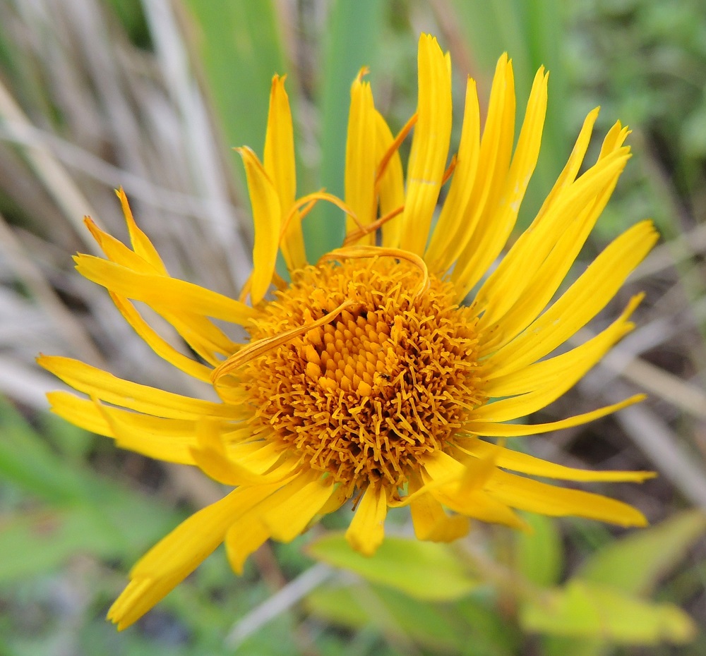 Pentanema britannicum - vanukehirvenjuuren kukintomykerön keskiosan muodostavat kaksineuvoiset kehräkukat, joiden keltasävy on laitakukkien teriön kieliä tummempi. Ilman laitakukkia pelkkien kehräkukkien muodostama mykerö on tavallisesti noin 8-12 mm leveä. 24.7.2013. Copyright Hannu Kämäräinen.
