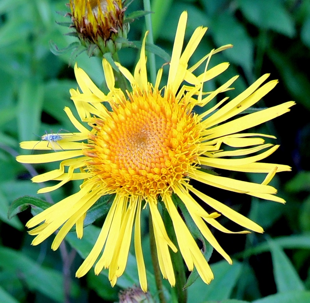 Pentanema salicinum - rantahirvenjuuren pelkkien kehräkukkien muodostama mykerö on tavallisesti noin 10-15 mm leveä. Kukinta etenee laidoilta keskustaa kohti. Kuvassa olevan mykerön keskiosan kukat ovat vielä nuppuvaiheessa ja laita-alueen kukat avoinna. Kehräkukat ovat kaksineuvoisia. Niissä on viisi hedettä, joiden keltaiset tai kellanruskeat, tasasoukat ponnet ovat lieriömäisen yhdiskasvuisesti emin vartalon ympärillä. Ponsilieriöt ovat kuvassa parhaiten näkyvillä kehräkukka-alueen vasemmassa laidassa ja yläreunassa. 12.7.2016. Copyright Hannu Kämäräinen.
