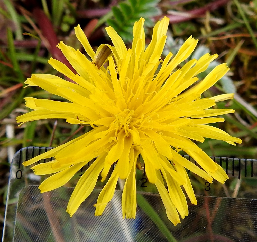 Taraxacum sect. Palustria - rantavoikukkien teriöiden kielimäinen kärkiosa on lähes tasasoukka, kärjestään tylppä ja viisihampainen. Kukissa on viisi hedettä. Niiden keltaiset ja kapean tasasoukat ponnet ovat lieriömäisen yhdiskasvuisesti emin vartalon ympärillä. Emi on yksivartaloinen ja keltaiselta luotiltaan kaksiliuskainen. 23.5.2025. Copyright Hannu Kämäräinen.