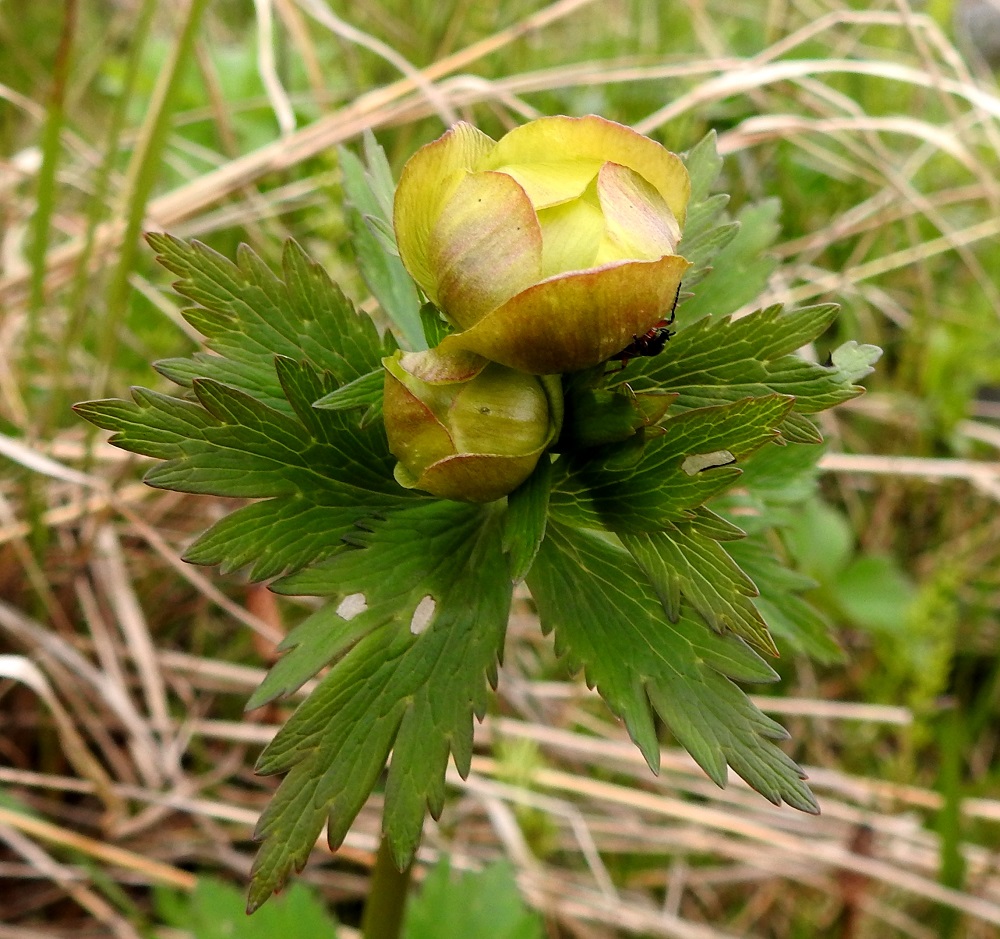 Trollius europaeus - (niitty)kulleron kukinnot ovat nuppuvaiheessa vihertävän ja punertavan keltaiset. EnL, Enontekiö, KIlpisjärvi , Kilpisjärven ranta vesirajan tuntumassa, Retkeilykeskuksen kohdalla, 473-474 m mpy, 3.7.2025. Copyright Hannu Kämäräinen.