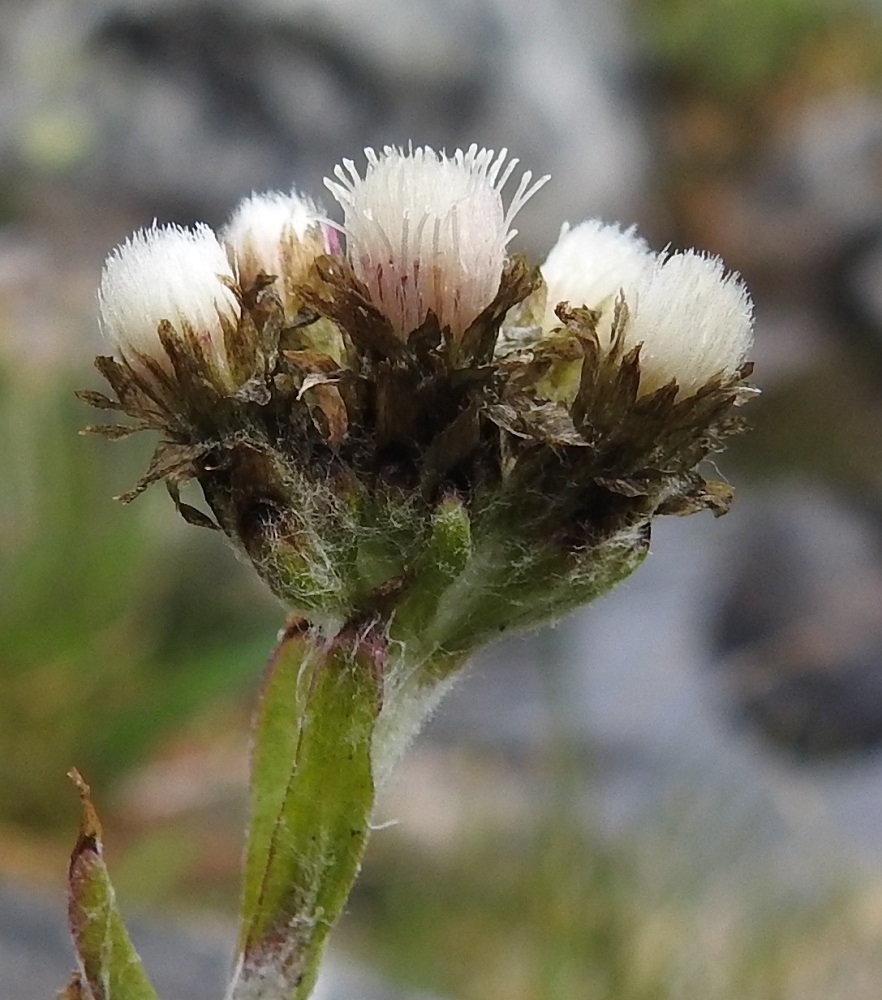 Antennaria alpina - tunturikissankäpälän mykerön uloimman kerroksen muodostavat pienet ylälehdet eli kehtosuomut, joita on kukinnon ympärillä useimmiten neljästä kuuteen kerrosta. Kehtosuomut ovat kaksiosaiset. Alaosa on tasasoukka, vihreä tai ruskehtava ja lähinnä villakarvainen. Yläosa on kalvomainen, usein risareunainen ja vihertävänruskea tai vaaleanruskeasta tummanruskeaan. Emimykeröissä se on suikea ja suippokärkinen sekä hedemykeröissä soikean kielimäinen ja pyöreähköpäinen. Kehtosuomut ovat tavallisesti noin 3-7 mm pitkät ja leveimmältä kohtaa noin 1-2 mm leveät. EnL, Enontekiö, Kilpisjärvi, Saanan koillispuoli, Saanajärven luoteispää kohdassa, jossa leveähkö tunturipuro laskee järveen, kivikkoinen rantaniitty ja puron laide, 680 m mpy, 6.7.2018. Copyright Hannu Kämäräinen.