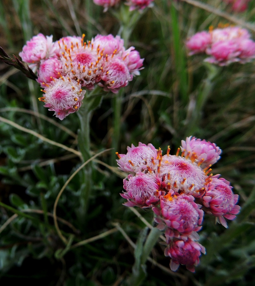 Antennaria dioica - ahokissankäpälän hedekukkaiset mykeröt ovat maljamaiset, noin 6-8 mm pitkät ja noin 5-6 mm leveät. Kukinnan alkaessa kukkien teriöt nousevat laidasta alkaen kehä kerrallaan mykerön pinnan yläpuolelle. Hedemykeröissä lienee kaikkiaan noin 40-60 kukkaa. Kuvassa mykerön pinnalla näkyvät rihmat ovat valkoisiksi hapsihaiveniksi muuntuneita kukkien verhiöitä. A, Lemland, eteläpää, Björkö, Herröskatanin luonnonsuojelualue, eteläosan kallioketoalue, 26.5.2013. Copyright Hannu Kämäräinen.
