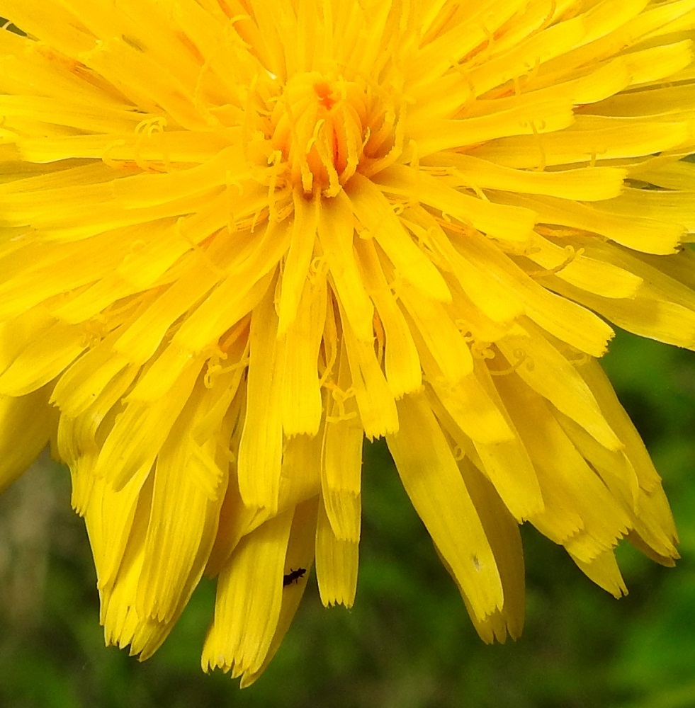 Hypochaeris radicata - liuskahäränsilmän teriöiden kieliosa on täysikasvuisena tavallisesti noin 8-12 mm pitkä ja noin 1-2 mm leveä. Teriön mykeröpohjukseen kiinnittynyt tyviosa on noin 8-10 mm pitkä. 22.6.2025. Copyright Hannu Kämäräinen.