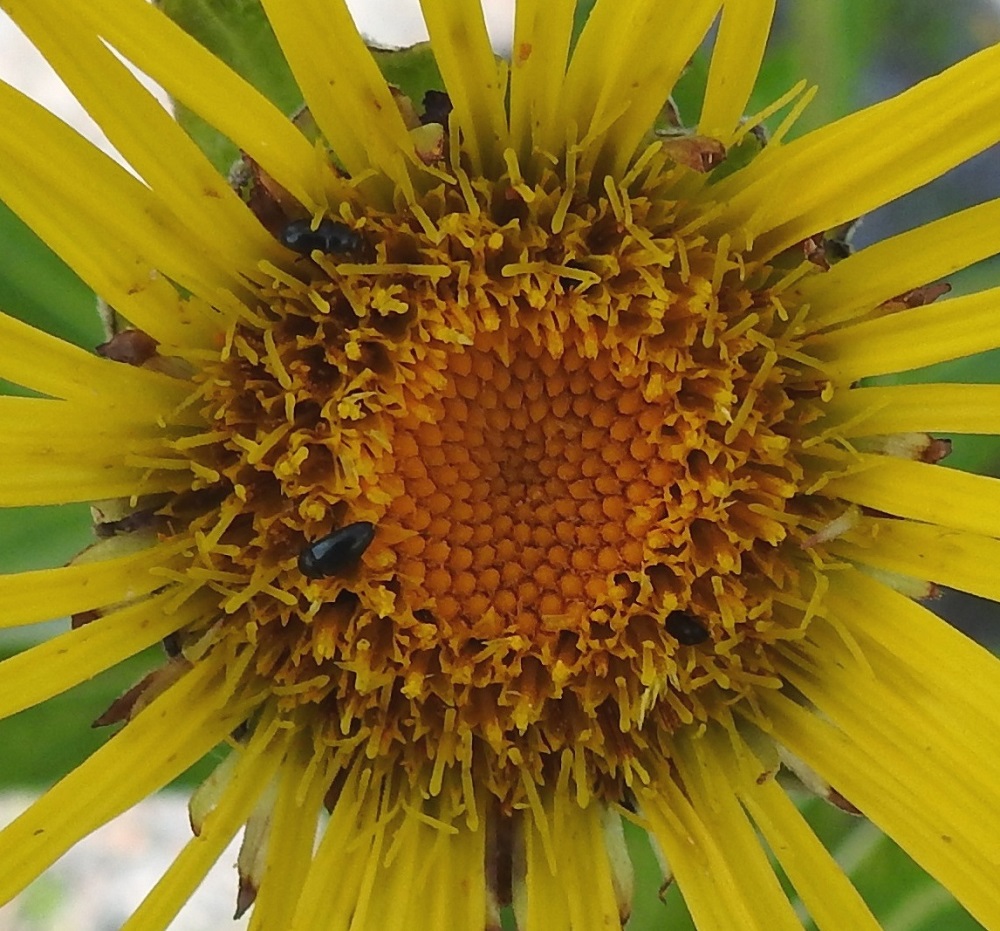 Inula helenium - isohirvenjuuren kukintomykerössä on ainakin 200-300 torvimaista ja keltaista kehräkukkaa. Niiden teriö on noin 9-12 mm pitkä ja kärjestään viisiliuskainen. Kehräkukissa on viisi hedettä. Niiden keltaiset tai kellanruskeat ja tasasoukat ponnet ovat lieriömäisen yhdiskasvuisesti emin vartalon ympärillä. Emiö on yksivartaloinen ja luotiltaan kaksiliuskainen. 13.8.2025. Copyright Hannu Kämäräinen.