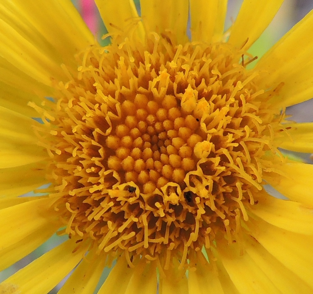 Pentanema britannicum - vanukehirvenjuuren torvimaisia kehräkukkia on ainakin 150-200. Niiden teriö on noin 5 mm pitkä ja kärjestään viisiliuskainen. Kehräkukissa on viisi hedettä. Niiden keltaiset tai kellanruskeat ja tasasoukat ponnet ovat lieriömäisen yhdiskasvuisesti emin vartalon ympärillä. Emi on yksivartaloinen ja luotiltaan kaksiliuskainen. Heteet ja keltainen vartalo luotteineen nousevat teriön yläpuolelle. 24.7.2013. Copyright Hannu Kämäräinen.