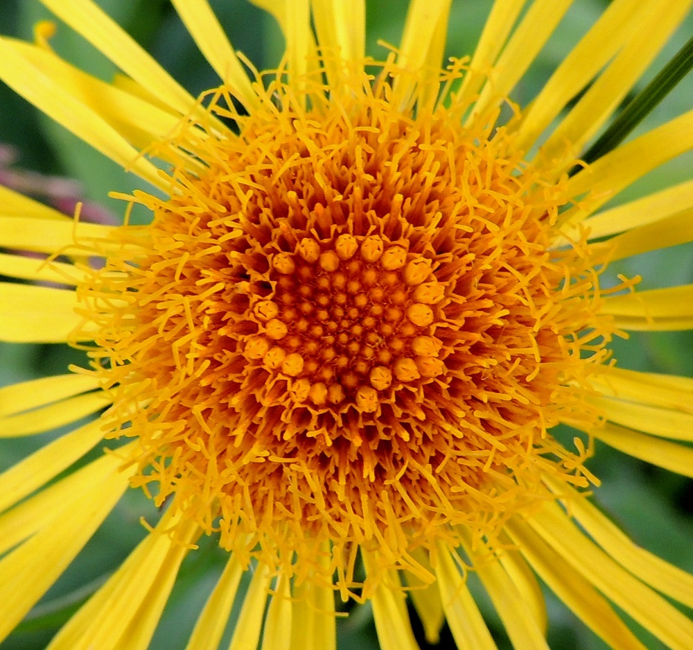 Pentanema salicinum - rantahirvenjuuren kehräkukkia on noin 250-350. Niiden teriö on kielikukkia tummemman keltainen, torvimainen, kärjestään viisiliuskainen ja noin 5 mm pitkä. Emi on yksivartaloinen ja keltaiselta luotiltaan kaksiliuskainen. Heteet ja vartalo luotteineen nousevat teriön yläpuolelle. 12.7.2016. Copyright Hannu Kämäräinen.