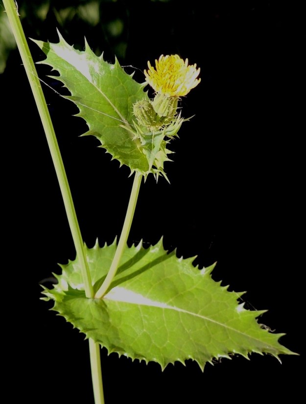 Sonchus asper - otavalvatin kukinnan edetessä varsiin alkaa kehittyä sivuhaaroja, joissa mykerökehitys alkaa taas alusta. Kuvassa olevan nirhaotavalvatin lehtilapa on ehyt, ja sen laidan hampaat ovat otapäiset ja yleensä noin 1-4 mm pitkät. Niiden pituus vuorottelee ja vaihtelee koko laidan mitalta. EH, Hämeenlinna, Loimalahti, Hirsimäki, Näsiäntien omakotialue, seinänvieruskivikko, 17.8.2015. Copyright Hannu Kämäräinen.