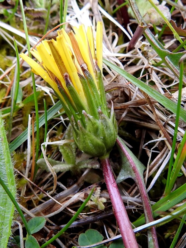 Taraxacum sect. Palustria - rantavoikukkien mykerökukinnon uloimman kerroksen muodostavat pienet, kapeat ylälehdet eli kehtosuomut. Varsinaiset kehtosuomut, sisäsuomut, ovat yhtenä rinnakkaisena ja pystynä rivinä. Ne ovat lähinnä tasasoukan suikeat, suipohkokärkiset ja kapean kalvolaitaiset sekä yleensä noin 15-20 mm pitkät ja leveimmältä kohtaa noin 2-2,5 mm leveät. Kehdon tyven ympärillä on kierteisesti lisäkehtosuomuja eli ulkosuomuja, jotka ovat kukintavaiheessa tiiviisti kehdonmyötäisiä. Ne ovat leveämmän tai kapeamman puikeat, lyhyen suippokärkiset, kalvolaitaiset ja tavallisesti noin 5-9 mm pitkät sekä leveimmältä kohtaa noin 3-7 mm leveät. 21.5.2025. Copyright Hannu Kämäräinen.