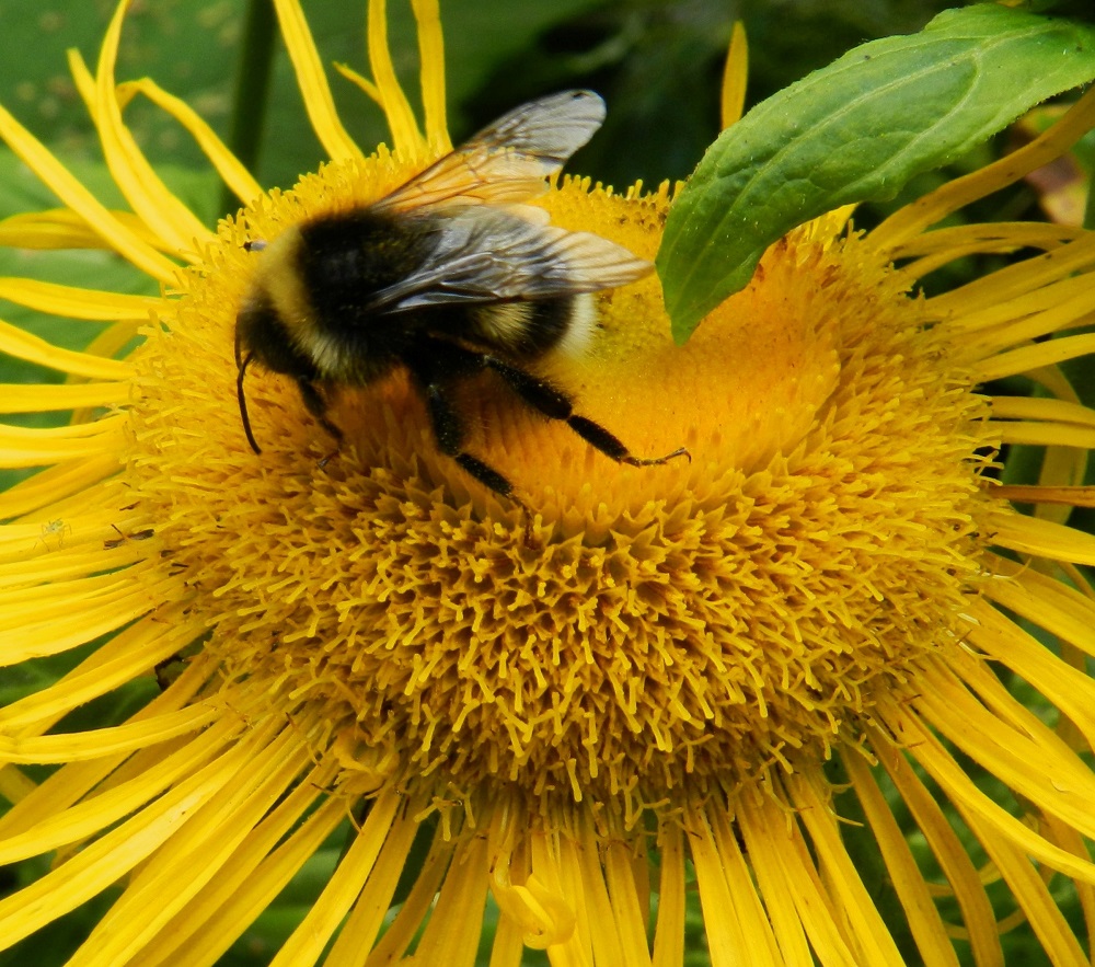 Telekia speciosa - auringontähden mykerön laajan keskialueen kukat ovat kaksineuvoisia, torvimaisia ja tummankeltaisia kehräkukkia, joita on useampi sata. Niiden teriö on kärjestään viisiliuskainen. Kehräkukissa on viisi hedettä. Niiden keltaiset tai kellanruskeat ja tasasoukat ponnet ovat lieriömäisen yhdiskasvuisesti emin vartalon ympärillä. Emi on yksivartaloinen ja luotiltaan kaksiliuskainen. Ilman laitakukkia pelkkien kehräkukkien muodostama mykerö on tavallisesti noin 25-30 mm leveä. Kukinnan edetessä kehräkukat avautuvat kehissä keskustaa kohti. Kuvassa mantukimalaistyöläinen, Bombus lucorum, on keräämässä mettä tuoreimmasta kukkakehästä. EH, Hämeenlinna, Keinusaari, Varikonniemi, rehevä, metsittynyt, entinen saha- ja armeijan varikkoalue Vanajaveden rannassa, lounaisosa, 11.8.2012. Copyright Hannu Kämäräinen.