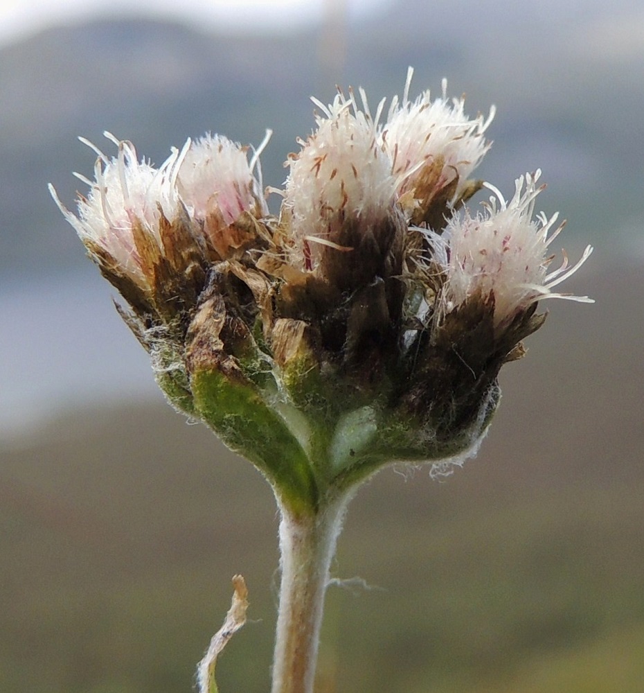 Antennaria alpina - tunturikissankäpälän mykeröperä on varren tavoin karvainen ja useimmiten noin 1-7 mm pitkä. Toisinaan alimmat perät voivat olla selvästi pitempiäkin. Perän tyvellä on ylimpien varsilehtien kaltainen, tukilehtimäinen pikkulehti. Mykeröjen kaikki kukat ovat tukisuomuttomia kehräkukkia. Verhiö on noin 4-5 mm pitkä ja muuntunut valkoisiksi hapsihaiveniksi, jotka näkyvät tiheänä "sutina" mykerön pinnalla. Emikukkien valkoinen tai punertava teriö on rihmamaisen kapea, lieriömäinen ja noin 4-5 mm pitkä. Se on verhiöhaiventen seassa lähes huomaamaton. Kuvan vasemman laidan mykerön pinnalla yksi teriörihma on näkyvillä. Emi on yksivartaloinen ja luotiltaan kaksiliuskainen. Valkoinen vartalo luotteineen nousee teriöstä näkyviin. EnL, Enontekiö, Kilpisjärvi, Saana, loiva luoteisrinne, lounaislaita laelle nousevan polun länsipuolella, tunturikangaspaljakka, 685 m mpy, 16.7.2013. Copyright Hannu Kämäräinen.