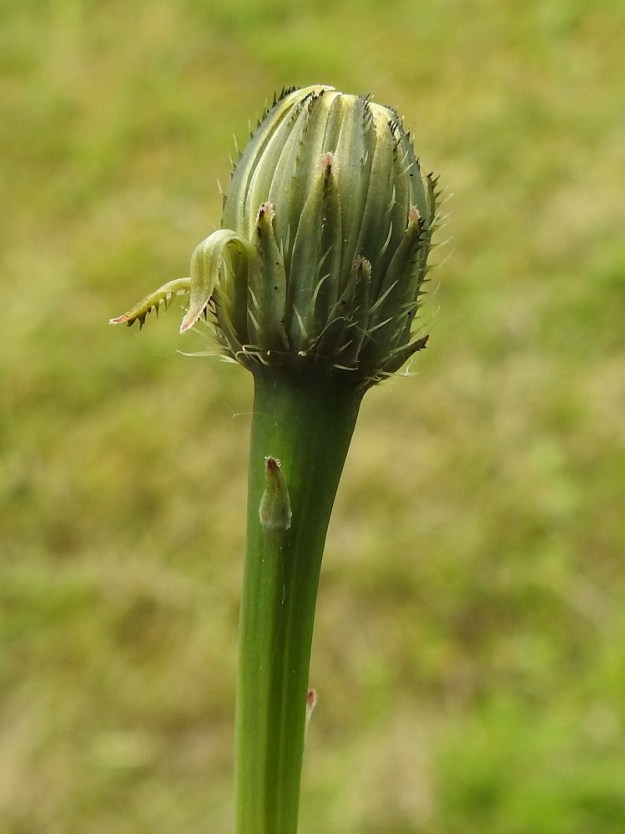 Hypochaeris radicata - liuskahäränsilmän kukintomykerön nuppuvaiheessa sen uloin kerros, pienet, kapeat ylälehdet eli kehtosuomut, suojaavat tiiviisti koko kukintoa. Varsien ja haarojen yläosassa on harvakseen kapean kolmiomaisia tai kapeanpuikeita, vihreähköjä ja suomumaisia pikkulehtiä, jotka ovat noin 3-5 mm pitkiä ja tyveltään noin 1-2 mm leveitä. 22.6.2025. Copyright Hannu Kämäräinen.