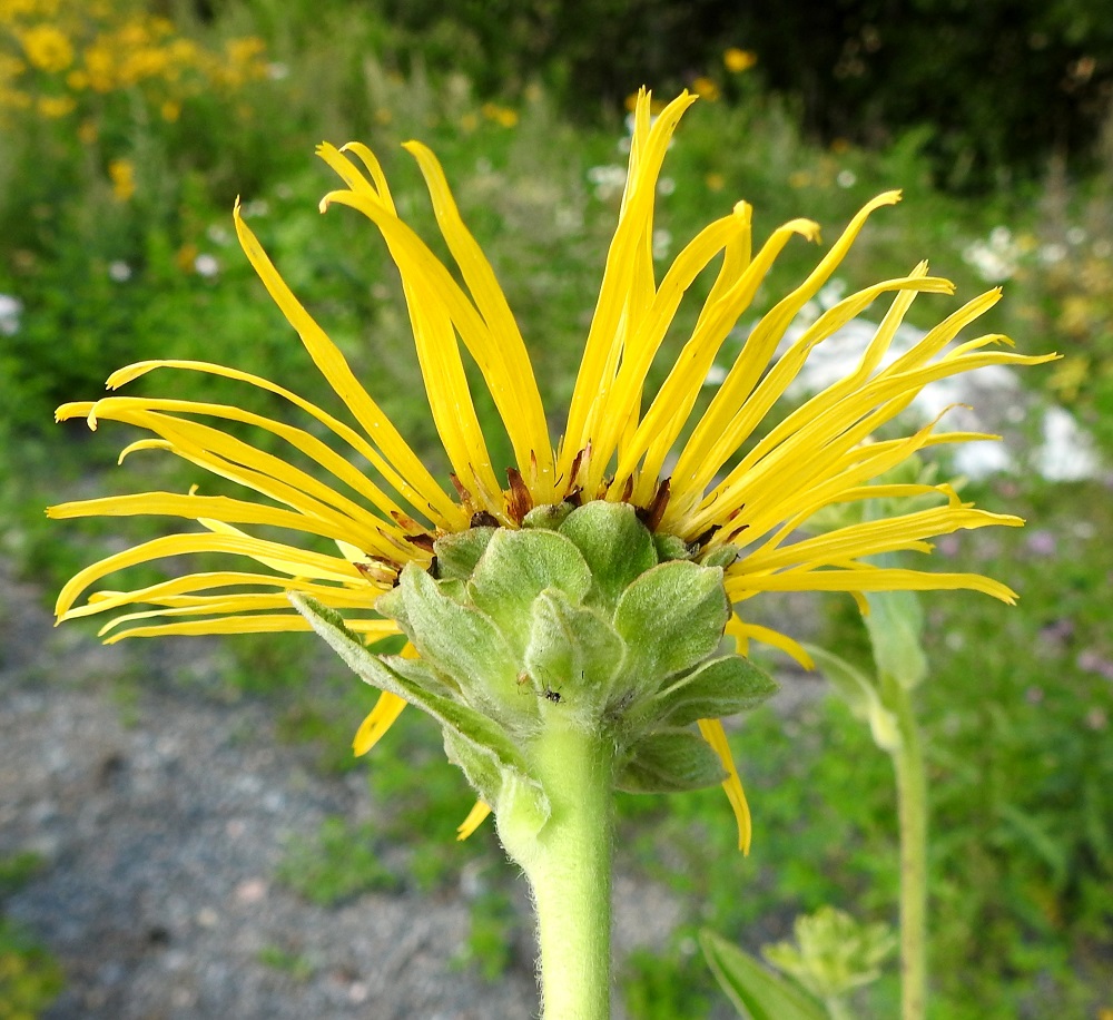 Inula helenium - isohirvenjuuren mykerön alimman ja uloimman kerroksen muodostavat pienet ylälehdet eli kehtosuomut, jotka ovat useimmiten seitsemänä tai kahdeksana tiiviinä, sisäkkäisenä, lomittaisena ja kiehkuramaisena rivinä. Ulommat suomukerrokset ovat lehtimäiset, vastapuikeat tai soikeahkot, lyhyen suippokärkiset ja vihreät sekä lyhytkarvaiset. Ne ovat yleensä noin 15-20 mm pitkät, leveimmältä kohtaa noin 8-12 mm leveät, ja uloimmat niistä ovat siirottavat ja sisemmät pystyhköt. 13.8.2025. Copyright Hannu Kämäräinen.