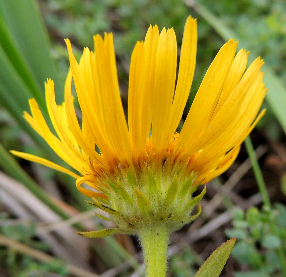 Pentanema britannicum - vanukehirvenjuuren mykerön alimman ja uloimman kerroksen muodostavat pienet, kapeat ylälehdet eli kehtosuomut, jotka ovat useimmiten neljänä tai viitenä tiiviinä, sisäkkäisenä, lomittaisena ja kiehkuramaisena rivinä. Uloimmat suomut ovat lähinnä kapean kolmiomaiset, pystyt tai siirottavat, vihreät ja yleensä noin 5-7 mm pitkät sekä leveimmältä kohtaa noin 1-1,5 mm leveät. Sisemmät suomut ovat tasasoukan suikeahkot, terävän suippokärkiset, vihertävät tai ruskehtavat ja tavallisesti noin 7-12 mm pitkät sekä leveimmältä kohtaa noin 0,5-0,8 mm leveät. 24.7.2013. Copyright Hannu Kämäräinen.