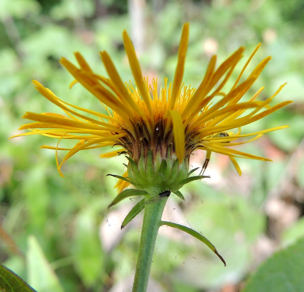 Pentanema salicinum - rantahirvenjuuren mykerön alimman ja uloimman kerroksen muodostavat pienet, kapeat ylälehdet eli kehtosuomut, jotka ovat useimmiten neljänä tai viitenä tiiviinä, sisäkkäisenä, lomittaisena ja kiehkuramaisena rivinä. Uloimmat suomut ovat lähinnä kapean kolmiomaiset, kärjestään siirottavat, vihreät ja muuten kaljut mutta ruskean karvareunaiset sekä yleensä noin 5-7 mm pitkät ja leveimmältä kohtaa noin 2-2,5 mm leveät. Sisemmät suomut ovat tasasoukan suikeahkot, terävän suippokärkiset, ruskeat ja reunastaan sekä kärkiosastaan karvaiset. Ne ovat tavallisesti noin 7-11 mm pitkät ja leveimmältä kohtaa noin 1-2 mm leveät. 28.7.2013. Copyright Hannu Kämäräinen.