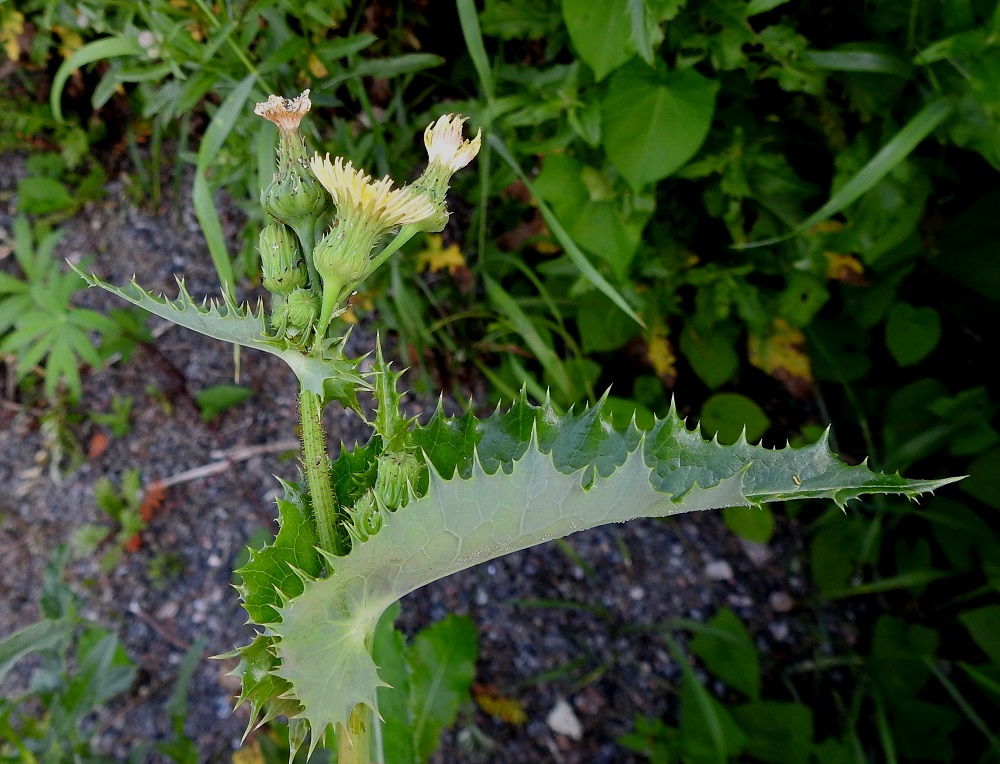 Sonchus asper - otavalvatin kukintohaarat ovat lehtihankaiset. Kuvan pisto-otavalvatilla lehdissä on ehyimmilläänkin otahampaiden ympäröimiä, liuskamaisia ulokkeita. Otahampaat ovat useimmiten noin 2-10 mm pitkät. Niiden pituus vuorottelee ja vaihtelee koko laidan mitalta. 28.7.2025. Copyright Hannu Kämäräinen.