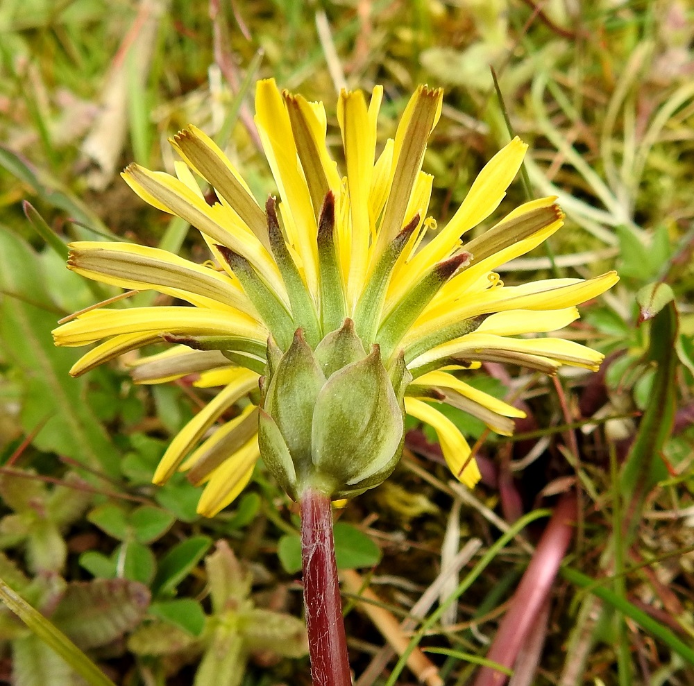 Taraxacum sect. Palustria - rantavoikukkien mykerön ulkosuomujen kärjessä ei ole sarvilisäkettä eikä kyhmyä. Kaikki suomut ovat vihreäsävyiset tai kärjestään punertavat - ruskehtavat ja kaljut tai hieman seittikarvaiset. Laitimmaisten kukkien teriön kieli on alta leveän tummahkojuovainen, ja sen kärkihampaat ovat punertavat - tummat. 23.5.2025. Copyright Hannu Kämäräinen.
