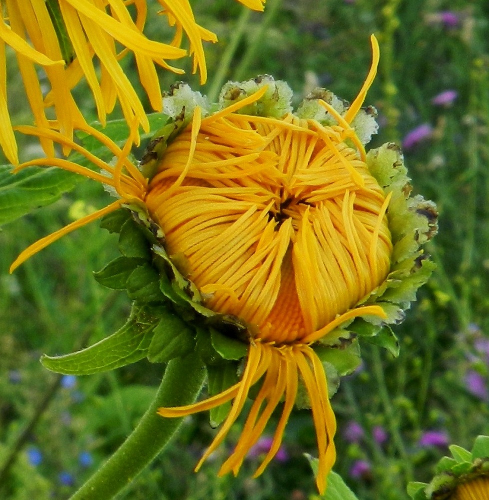 Telekia speciosa - auringontähden mykerön alimman ja uloimman kerroksen muodostavat pienet ylälehdet eli kehtosuomut, jotka ovat useimmiten kuutena tai seitsemänä tiiviinä, sisäkkäisenä, lomittaisena ja kiehkuramaisena rivinä. Kehtosuomut ovat lehtimäiset, valtaosin vihreät, vastapuikeat, kapean vastapuikeat tai lähes tasalevyiset ja suippo- tai pyöreäkärkiset sekä laidoiltaan ehyehköt tai vaihtelevasti epäsäännöllisen hampaiset, kuten kuvassa. Ne ovat hyvin lyhytkarvaiset, yleensä noin 10-15 mm pitkät ja leveimmältä kohtaa noin 1,5-6 mm leveät. Uloimmat niistä ovat yläosastaan siirottavat sekä sisemmät pystyhköt. EH, Hämeenlinna, Sairio, Sairionranta, Vanajaveden itäranta, radanvartta seurailevan ulkoilureitin varsi kohdassa, jossa vesioja alittaa reitin, 20.7.2012. Copyright Hannu Kämäräinen.