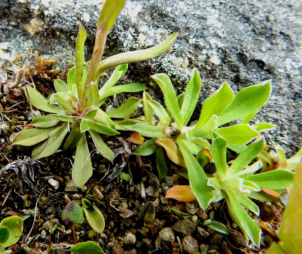 Antennaria alpina - tunturikissankäpälän ruusukelehdet ovat ehyet, kapean vastapuikeat, suippokärkiset ja lyhyen otapäiset sekä tavallisesti noin 8-15 mm pitkät ja leveimmältä kohtaa noin 1,4-4 mm leveät. Lehti kapenee tasaisesti tyveen saakka ilman näkyvää ruotiosuutta. Se on ehytlaitainen, päältä vihreä ja kalju tai vähäkarvainen. EnL, Enontekiö, Kilpisjärvi, Saanan koillispuoli, Saanajärven luoteispää kohdassa, jossa leveähkö tunturipuro laskee järveen, kivikkoinen rantaniitty ja puron laide, 680 m mpy, 6.7.2018. Copyright Hannu Kämäräinen.