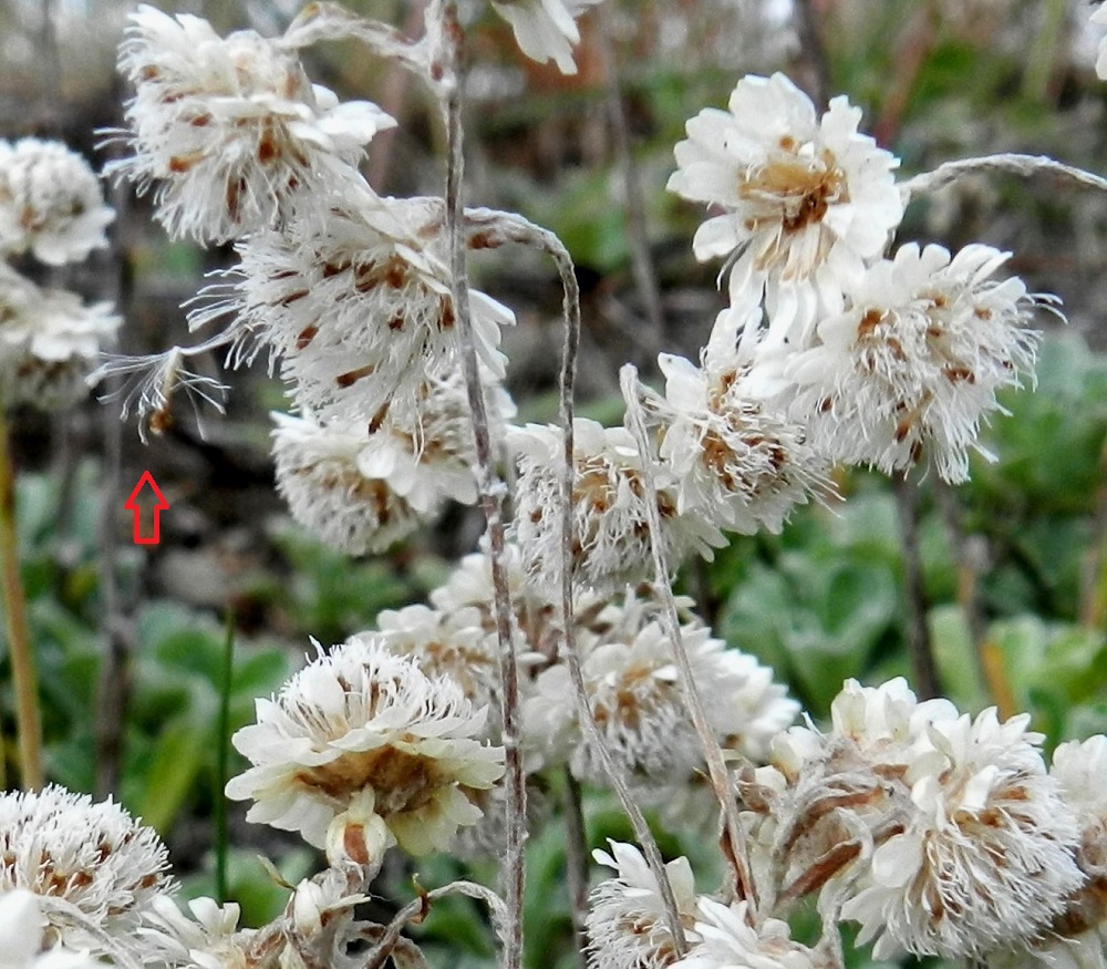 Antennaria dioica - ahokissankäpälän hedemykeröiden kukinnan jälkeen ne kuivuvat, rapistuvat ja hajoavat kehtosuomujen jäädessä vielä paikoilleen. Kuvassa nuoli osoittaa tippuvan hedekukan rakenteen. Kukan tyvellä oleva, hapsihaiveninen verhiö on noin 3-4 mm pitkä. Hedekukkien verhiöhaivenet ovat kärjestään nuijamaiset. Tämä ominaisuus on antanut suvulle Antennaria- nimen, joka on johdos latinan Antenna-sanasta. Suomeksi se tarkoittaa tuntosarvea. ES, Kouvola, Utti, Ranta-Utti, Kuutostien (tie 6) laitapenger Utintien risteyksen lounaispuolella, 11.7.2012. Copyright Hannu Kämäräinen.
