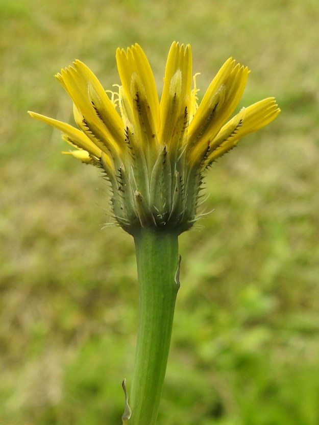 Hypochaeris radicata - liuskahäränsilmän kehtosuomut ympäröivät limittäisen tiiviinä, useimmiten 4-5 sisäkkäisen ja eripituisen kiehkuran suojuksena eli kehtona varsinaista kukintoa. Suomut ovat kaljuhkot tai niiden selkämyksessä on usein noin 1-2 mm pitkien, vaaleiden - mustien sukaskarvojen jono. 22.6.2025. Copyright Hannu Kämäräinen.