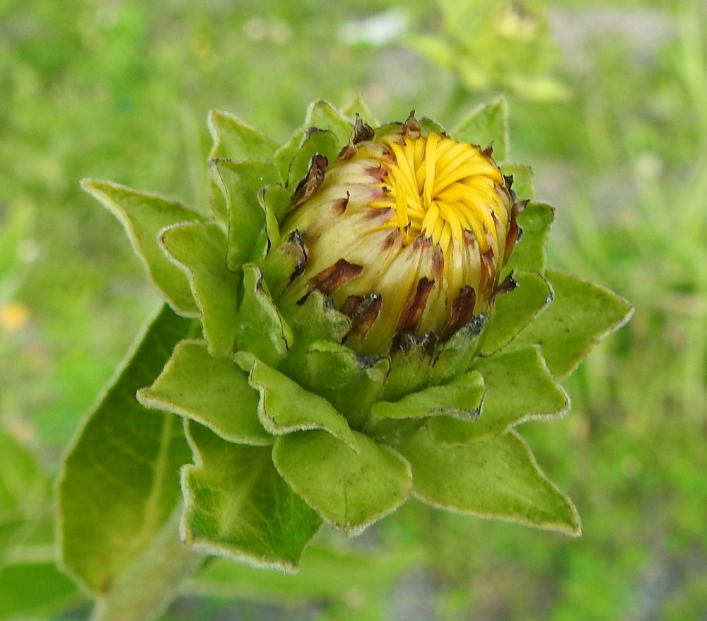 Inula helenium - isohirvenjuuren mykerön nuppuvaiheessa kehtosuomut ovat suojuksena eli kehtona varsinaisen kukinnon ympärillä. Ulompien, lehtimäisten ja ruusukemaisesti mykerön ympärillä olevien suomujen sisäpuolella on toinen, selvästi ulommista suomuista poikkeava suomukerrostuma. Sisemmät suomut ovat lähinnä kalvomaiset, suikeahkot, teräväkärkiset ja vaaleat - osin tai lähes kokonaan ruskehtavat sekä lyhytkarvaiset. Ne ovat tavallisesti noin 13-20 mm pitkät ja leveimmältä kohtaa noin 1,5-3 mm leveät. 13.8.2025. Copyright Hannu Kämäräinen.