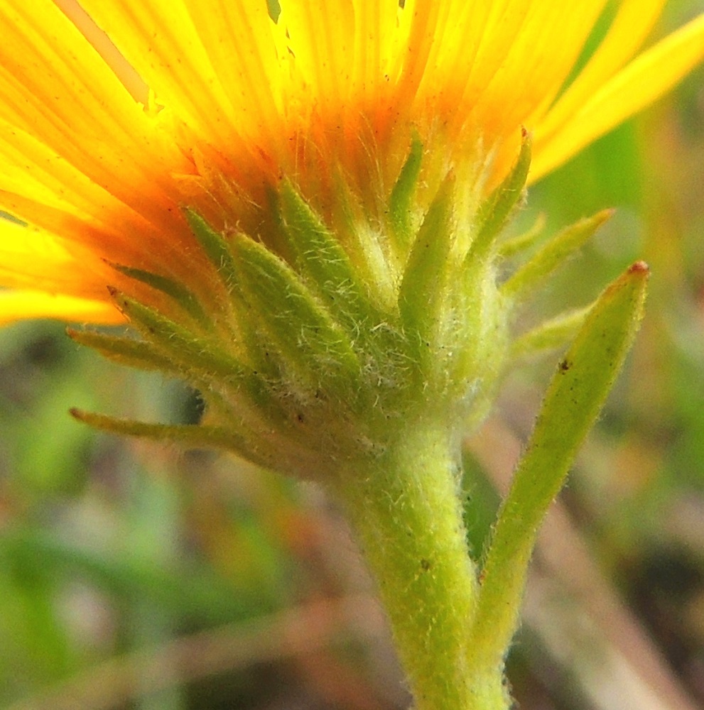Pentanema britannicum - vanukehirvenjuuren mykerön kehtosuomut, varsinkin ulommat kerrokset, ovat tiheästi vaalean pitkäkarvaiset. Samankaltaisella ja Suomessa luontaisella lajilla, rantahirvenjuurella, P. salicinum, kehtosuomut ovat muuten kaljut, mutta niiden laidassa on lyhyt, ruskea karvareunus. Kuvassa sisempien kehtosuomujen yläpuolella näkyy pitkiä karvoja. Ne ovat laitakukkien verhiöitä, jotka asterikasveilla ovat usein muuntuneet hapsihaiveniksi. Ne ovat myöhemmin pähkylöiden kärjessä lenninhaivenina eli pappuksena. 24.7.2013. Copyright Hannu Kämäräinen.