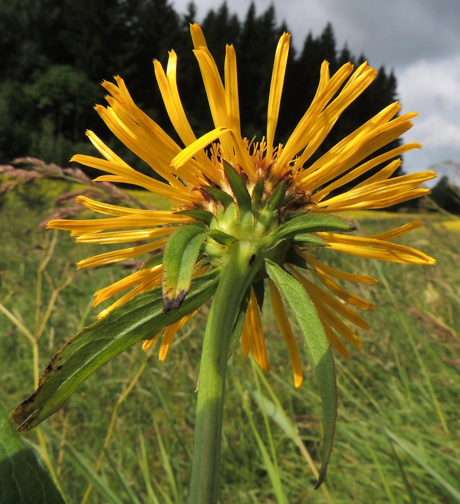 Pentanema salicinum - rantahirvenjuuren mykeröiden tyvellä ja tyven alapuolella on vaihtelevasti erikokoisia, varsilehtien kaltaisia pikkulehtiä. 12.7.2016. Copyright Hannu Kämäräinen.