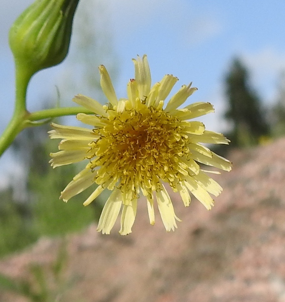 Sonchus oleraceus - kaalivalvatin normaali kukinta-aika on kesäkuun lopulta syyskuulle. Kukintomykerö on täydessä kukassaan noin 15-20 mm leveä. Laitimmaisten kukkien teriö on selvästi muita pitempi. Kukissa on viisi hedettä. Niiden ruskehtavat ja kapean tasasoukat ponnet ovat lieriömäisen yhdiskasvuisesti emin vartalon ympärillä ja siten hyvin huomaamattomat. Emi on yksivartaloinen ja tummalta luotiltaan kaksiliuskainen. Vartalo luotteineen ja ponsilieriöineen nousee näkyville teriön kielen yläpuolelle. EH, Hämeenlinna, Pikku-Parola, Kommilantie 90:n kohdalla oleva, laajahko lumenkaatopaikka, alueen maakasat, 30.7.2025. Copyright Hannu Kämäräinen.