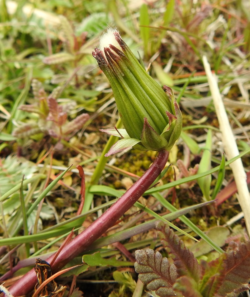 Taraxacum sect. Palustria - rantavoikukkien mykerön kukittua loppuun se painuu pysyvästi suppuun. Pituutta tyvelleen huomattavasti kasvattaneet verhiöhaivenet pilkistävät kehtosuomujen kärjestä näkyville. 23.5.2025. Copyright Hannu Kämäräinen.