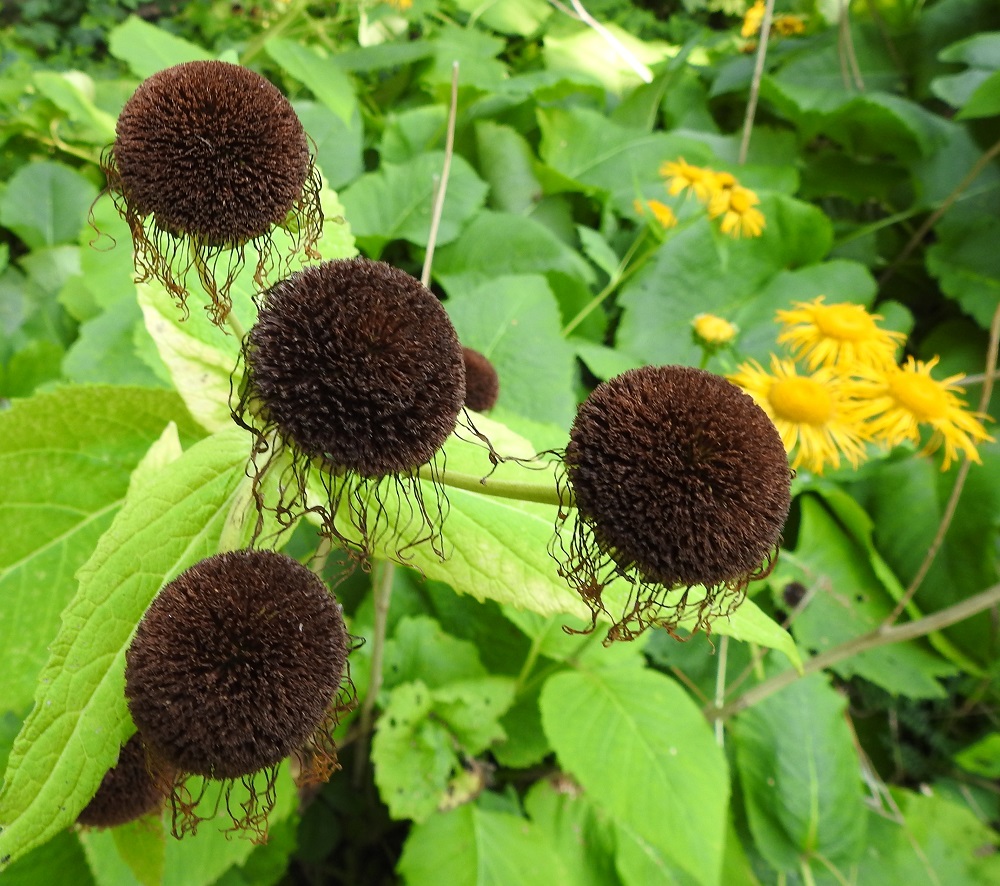 Telekia speciosa - auringontähden kukinnan jälkeen mykeröiden laitakukkien teriön kielet kuihtuvat, ja ruskeiksi kuivuneet kehräkukat muodostavat tiiviin, kookkaan ja kuperan "napin". EH, Hämeenlinna, Keinusaari, Varikonniemi, rehevä, metsittynyt, entinen saha- ja armeijan varikkoalue Vanajaveden rannassa, lounaisosa, 20.8.2022. Copyright Hannu Kämäräinen.
