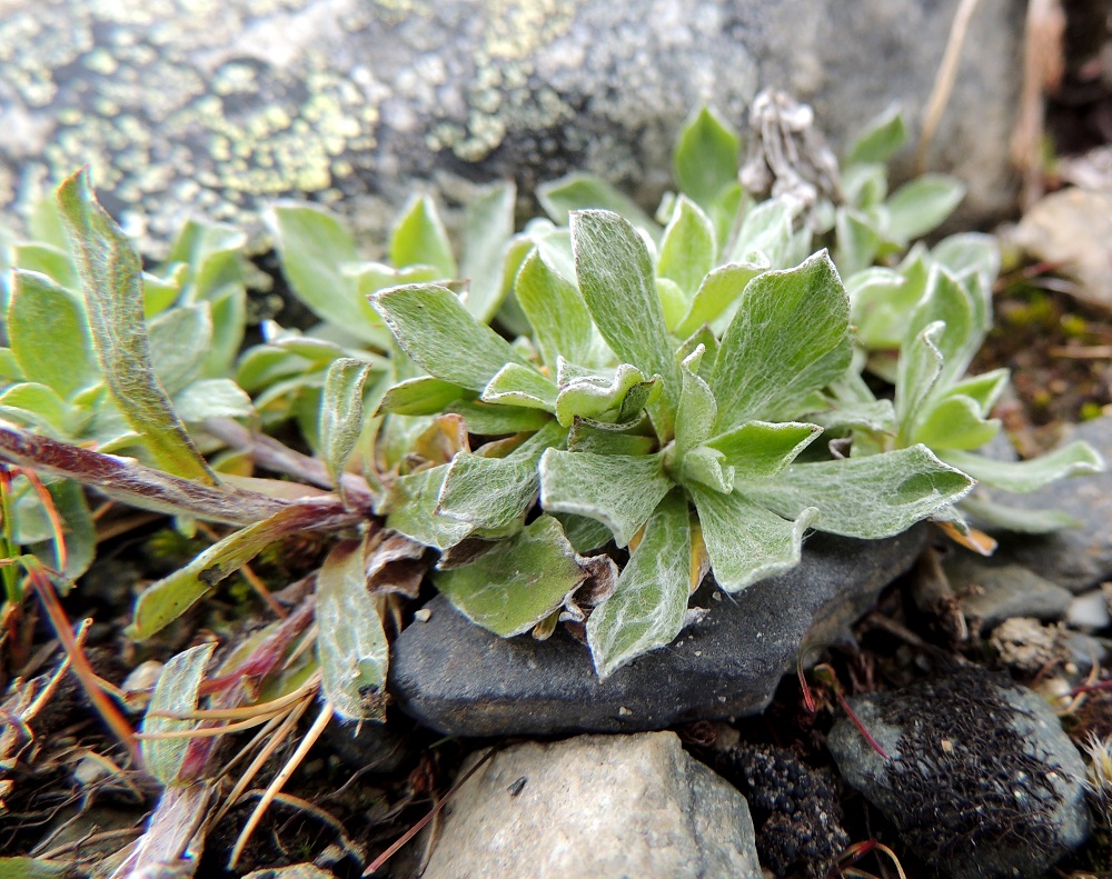 Antennaria canescens - harmaakissankäpälän ruusukelehdet ovat päältäkin pysyvästi tiheäkarvaiset. Muutenkin laji on keskimäärin karvaisempi. Muita erottavia tuntomerkkejä ei näiden lähilajien välillä ole. EnL, Enontekiö, Kilpisjärvi, Saana, loiva luoteisrinne lounaislaita laelle nousevan polun itäpuolella, tunturikangaspaljakka, 815 m mpy, 17.7.2013. Copyright Hannu Kämäräinen.