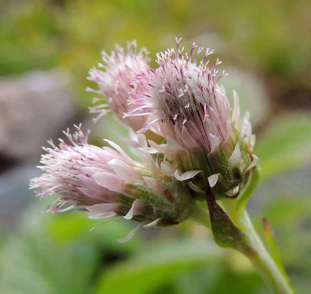 Antennaria dioica - ahokissankäpälän emikukkainen mykerö on pitkulainen, noin 6-8 mm pitkä ja noin 3 mm leveä. Kehtosuomut ovat tavallisesti noin 3-7 mm pitkät ja kielimäisestä tai suippopäisestä kalvokärjestään noin 0,5-1,2 mm leveät. Lyhimmät suomut ovat uloimpana kehdon tyvellä ja pisimmät suomut sisimpänä kukintoa vasten. Sisimpien suomujen kärki on muita kapeampi. Emikukat ovat yksivartaloisia ja luotiltaan kaksiliuskaisia. Sinipunertava vartalo luotteineen nousee selvästi piiloon jäävää teriötä pitemmäksi mykerön pinnan yläpuolelle. Myös verhiöiden haivenet ovat sutimaisessa mykerön kärjessä hyvin esillä. EnL, Enontekiö, Kilpisjärvi, Mallan luonnonpuisto, Kalottireitin varsi Iso-Mallan eteläisellä alarinteellä, polun leikkaavan Kitsijoen uoman itäpuolen rinnekivikko, 650 m mpy, 19.7.2013. Copyright Hannu Kämäräinen.