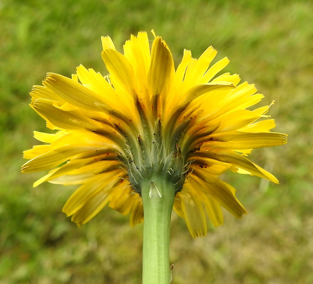 Hypochaeris radicata - liuskahäränsilmän kehtosuomut ovat suikean ja hyvin kapean kolmiomaiset sekä kalvoreunaiset ja tummanvihreäsävyiset. Ulommat niistä ovat tavallisesti noin 3-10 mm pitkät ja sisemmät noin 15-20 mm pitkät. Suomut ovat leveimmältä kohtaa yleensä noin 1,5-2,5 mm leveät. Laitimmaisten kukkien teriön kieli on alapuolelta usein vihertävänkeltainen tai muuten tummempi. 22.6.2025. Copyright Hannu Kämäräinen.