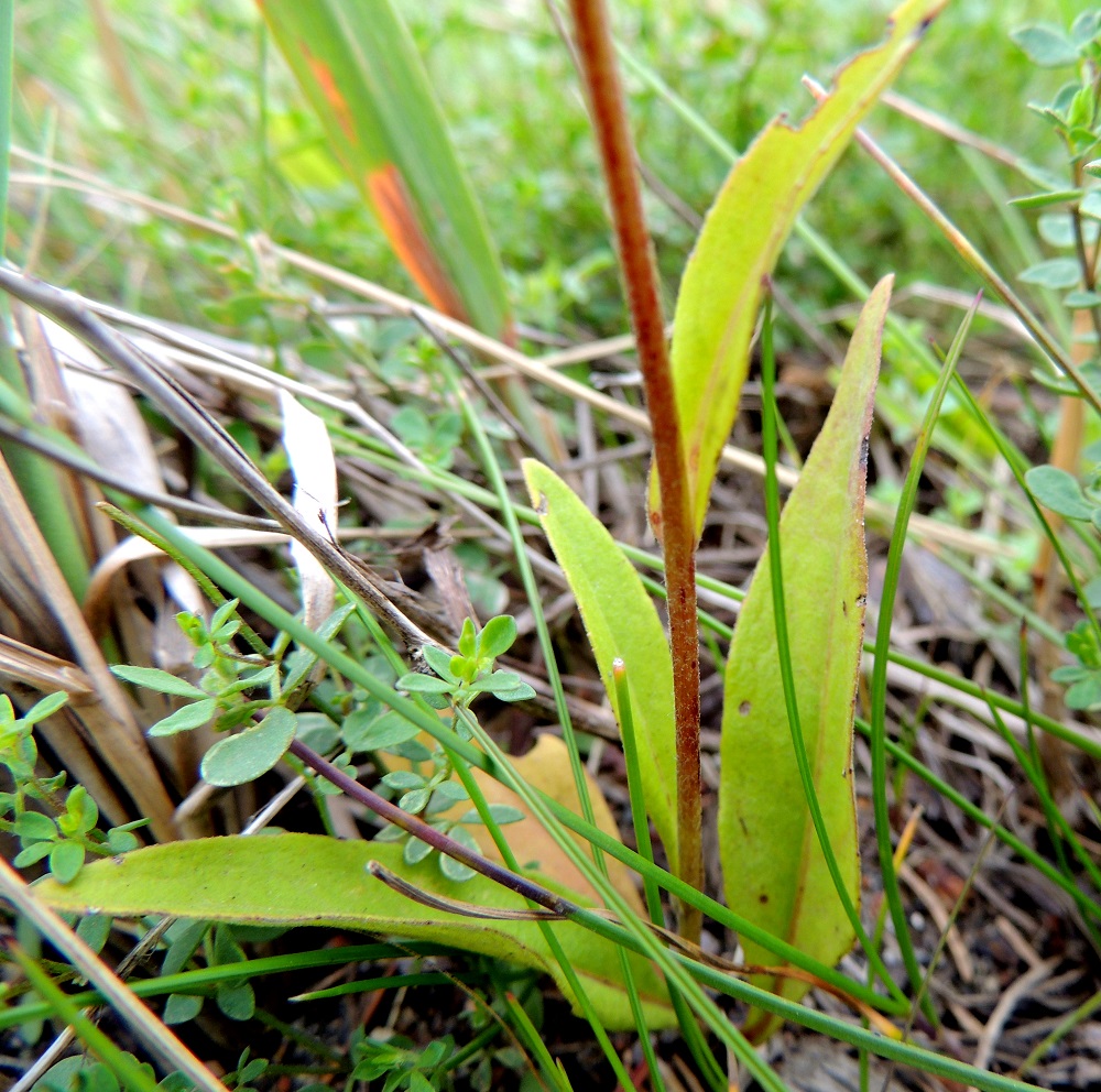 Pentanema britannicum - vanukehirvenjuuren lehtilapa on ehyt, kapeansoikea, kapeanpuikea tai suikea ja suippokärkinen sekä tavallisesti noin 2-10 cm pitkä ja leveimmältä kohtaa noin 0,3-1,5 cm leveä. 24.7.2013. Copyright Hannu Kämäräinen.