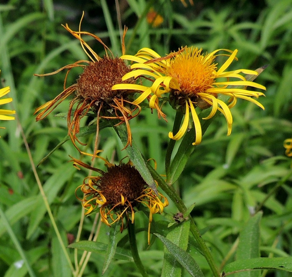 Pentanema salicinum - rantahirvenjuuren kukinnan jälkeen laitakukkien teriön kieli lakastuu ja kehräkukat kuivuvat ruskeiksi. Kuolleen näköisen mykerön sisällä kypsyvät kuitenkin kukkapohjukseen kiinnittyneet hedelmät, pohjuspähkylät. 28.7.2013. Copyright Hannu Kämäräinen.