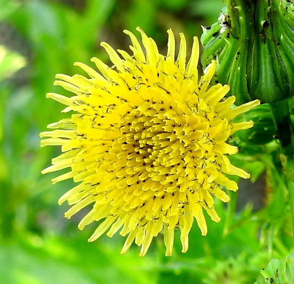 Sonchus asper - otavalvatin normaali kukinta-aika on kesäkuun lopulta syyskuulle. Kukintomykerö on tavallisesti noin 15-20 mm leveä ja avoinna ainoastaan päivän valoisana aikana. Mykerössä on lopulta noin 200-300 kaksineuvoista, vaaleahkonkeltaista ja tukisuomutonta kielikukkaa. Kuvan mykerössä kielikukkia on ainakin 270. 28.7.2025. Copyright Hannu Kämäräinen.