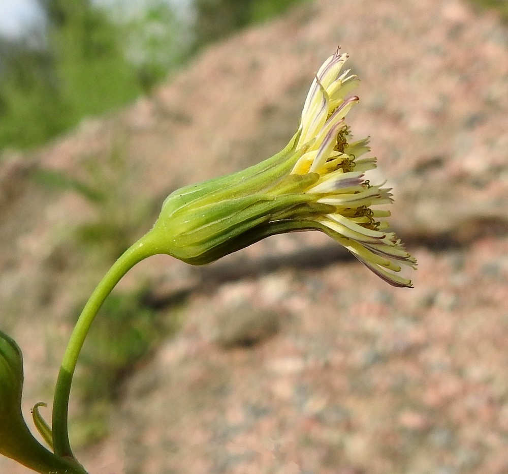 Sonchus oleraceus - kaalivalvatin monikukkainen mykerö kukkiessaan levittäytyy avoimeksi vain kärkiosastaan. Sen uloimman kerroksen muodostavat pienet, kapeat ylälehdet eli kehtosuomut, jotka ympäröivät kolmena tai neljänä sisäkkäisenä ja lomittaisena rivinä eli kehtona varsinaista kukintoa. Ulompien rivien kehtosuomut ovat lähinnä kapeanpuikean kolmiomaiset, tyviosan selkäpuolelta pyöristyneet ja noin 4-6 mm pitkät. Sisimmät kehtosuomut ovat lähes tasasoukat, kalvoreunaiset ja noin 9-13 mm pitkät Kaikki kehtosuomut ovat eriasteisen vihreät, kaljut tai hyvin lyhyesti karvaiset ja/tai nystykarvaiset sekä noin 1-2 mm leveät. EH, Hämeenlinna, Pikku-Parola, Kommilantie 90:n kohdalla oleva, laajahko lumenkaatopaikka, alueen maakasat, 30.7.2025. Copyright Hannu Kämäräinen.
