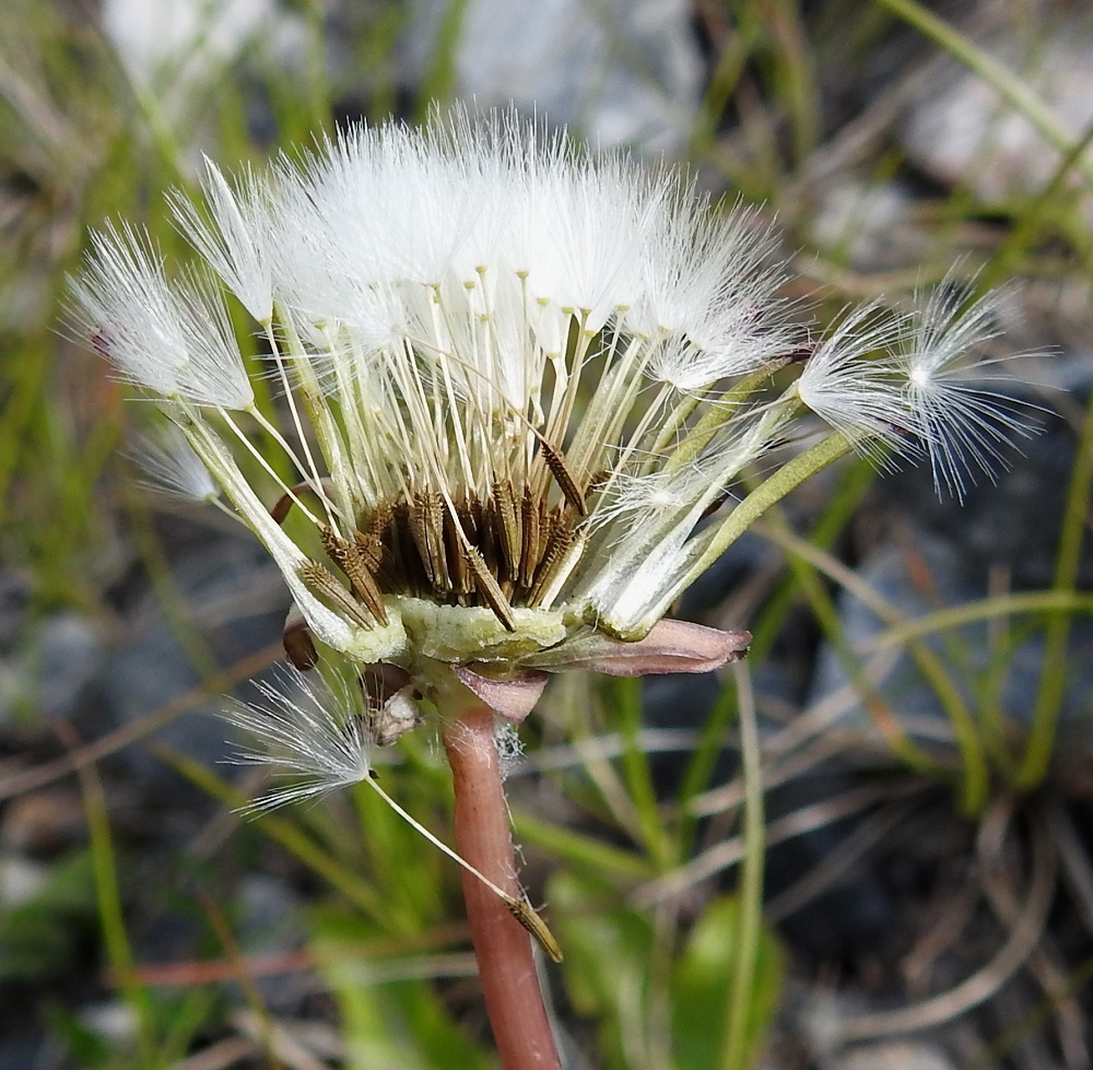 Taraxacum sect. Crocea - sahramivoikukkienhedelmistön kypsyttyä mykerö avautuu paljastaen hedelmystönsä. Pähkylä on kapean vastapuikea, moniharjuinen, nystermäinen ja yläosastaan piikkinen sekä kypsänä oljenkeltainen tai ruskeasävyinen. Se on 4-5 mm pitkä ja leveimmältä kohtaa noin 1-1,5 mm leveä. Sen kärjessä on noin 0,3-1 mm pitkä ja kartiomainen tai lieriömäinen nokkaosa. Nokkaosan jatkeena on valkoinen, pitkävartinen ja hapsihaiveninen pappus eli verhiön muutunnainen, joka auttaa pähkylöitä leviämään tuulen mukana. Pappuksen varsi on useimmiten noin 10-13 mm pitkä ja sen tiheän monihaiveninen kärkiosa noin 5-8 mm pitkä. EnL, Enontekiö, Kilpisjärvi, Käsivarrentien (tie 21) laita Siilastuvan kohdalla, 485 m mpy, 5.7.2025. Copyright Hannu Kämäräinen.