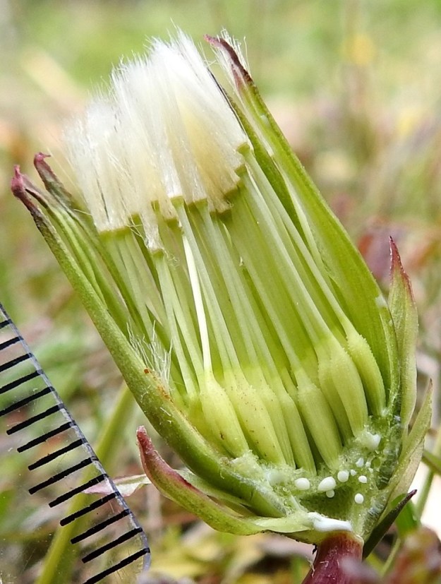 Taraxacum sect. Palustria - rantavoikukkien pähkylät ovat kapean vastapuikeat, moniharjuiset, yläosastaan nystermäiset tai pienipiikkiset ja kypsänä oljenkeltaiset - ruskeasävyiset. Ne ovat 4,5-5,5 mm pitkät ja leveimmältä kohtaa noin 1,5 mm leveät. Niiden kärjessä on noin 1-2 mm pitkä ja kartiomainen tai lieriömäinen nokkaosa. Nokkaosan jatkeena on pitkävartinen ja hapsihaiveninen pappus eli verhiön muutunnainen, joka auttaa pähkylöitä leviämään tuulen mukana. Pappuksen varsi on noin 8-11 mm pitkä ja sen tiheän monihaiveninen, valkoinen kärkiosa noin 5-7 mm pitkä. 23.5.2025. Copyright Hannu Kämäräinen.