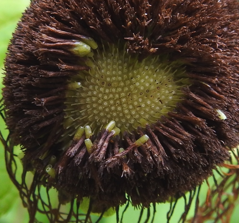 Telekia speciosa - auringontähden hedelmä on lähes tai aivan liereä, kalju ja aluksi vihreä sekä kypsänä ruskehtava pohjuspähkylä, joka on tavallisesti noin 5-7 mm pitkä ja noin 2,5 mm leveä. Sen kärjessä on hyvin vähäinen pappus eli verhiön muutunnainen, joka on kalvomainen, vaihtelevasti hampainen ja noin 1-2 mm pitkä kehä. Kuvassa pappus erottuu vain vainoin johtuen pähkylöissä yhä kiinni olevista ja noin 12-14 mm pitkistä kehräkukkien teriöistä. Mykeröpohjus on kupera ja tukisuomuinen. Kukkien tukisuomut ovat rihmamaisen kapeat, vaaleat ja noin 3-6 mm kukkapohjuksen pintaa korkeammalle ulottuvat. EH, Hämeenlinna, Keinusaari, Varikonniemi, rehevä, metsittynyt, entinen saha- ja armeijan varikkoalue Vanajaveden rannassa, lounaisosa, 20.8.2022. Copyright Hannu Kämäräinen.