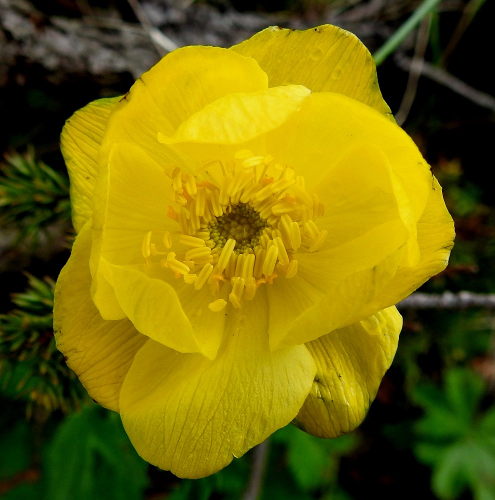 Trollius europaeus - (niitty)kulleron kukka paljastaa sisemmät salansa vasta kun verholehdet kääntää sivuun. Terälehtiä on yleisimmin noin kymmenen. Ne ovat lähes tasasoukat, usein kärjestään hieman levenevät ja noin 5-8 mm pitkät. Näitä mesilehdiksi muuntuneita terälehtiä ei helposti erota heteiden paljouden keskeltä. Kuvassa ne näkyvät tummemman keltaisina. Heteet ovat yleensä noin 8-10 mm pitkät. Emit ovat kukan keskellä tiiviinä, noin 30-40 lehden ryhmänä. Ne ovat erilliset ja noin 2-3 mm pitkät. EnL, Enontekiö, Kilpisjärvi, Saanan luoteisrinteelle vievän polun varsi, tunturikoivikko, 560 m mpy, 4.7.2025. Copyright Hannu Kämäräinen.