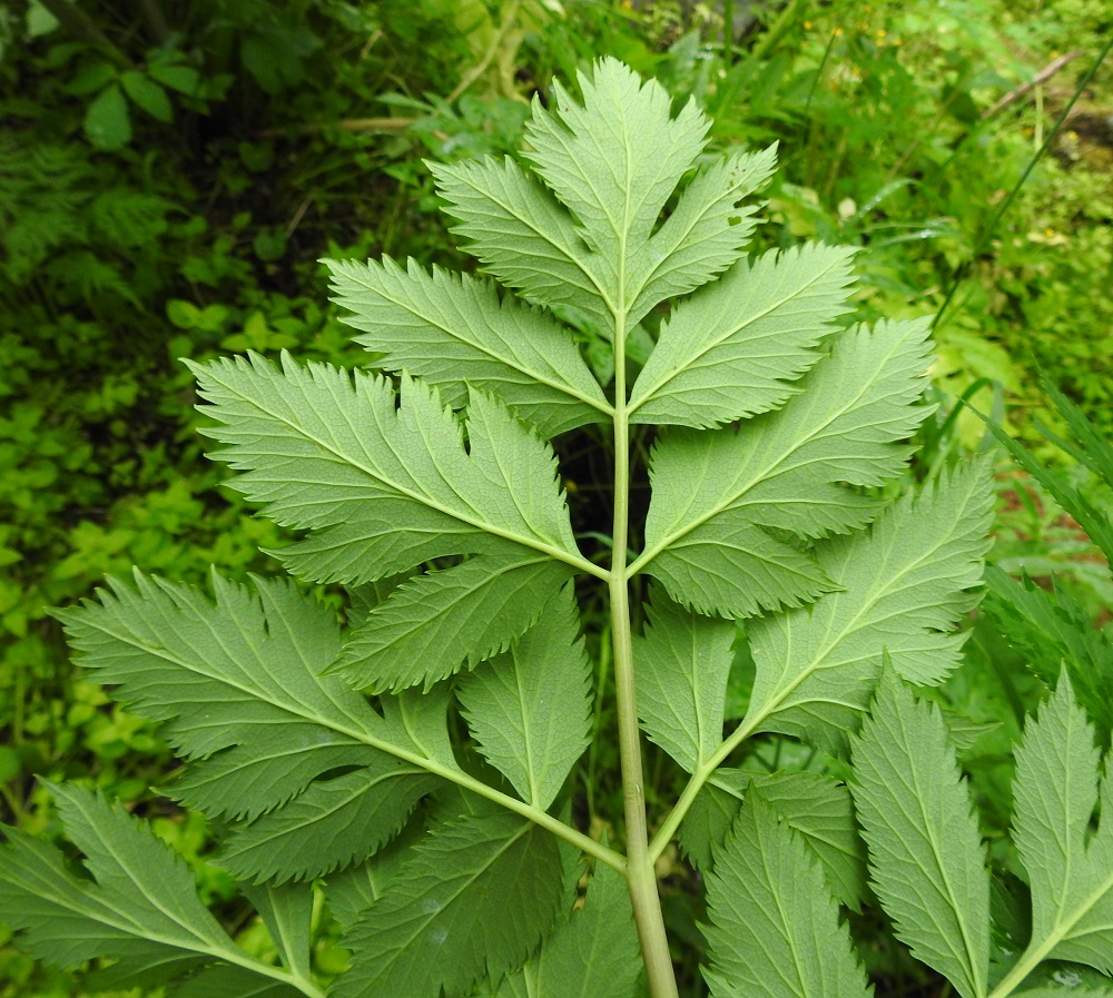 Angelica archangelica subsp. archangelica - pohjanväinönputken lehdet ovat alapuolelta harmaanvihreät ja kaljut. Kärkilehdykän ruoti on noin 1-2,5 cm pitkä. 20.7.2023. Copyright Hannu Kämäräinen.