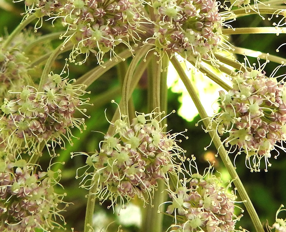 Angelica sylvestris - (niitty)karhunputken teriö on säteittäinen ja ilman heteitä noin 3-4 mm leveä. Terälehtiä on viisi, ja ne ovat symmetriset, pitkänpyöreät tai vastapuikeahkot sekä noin 1-1,3 mm pitkät ja noin 0,8-1 mm leveät. Myös heteitä on viisi, ja niiden palhot ovat noin 2-3 mm pitkät sekä ponnet pienet ja pyöreähköt. Emiö on tyveltään pullea, vihreä sekä kaksivartaloinen ja -luottinen. Pikkusarjan perä on särmikäs ja tiheästi hyvin lyhytkarvainen. EH, Hämeenlinna, Lammi, Evo, Padasjoentien (tie 53) laitaojan luiska n. 400 m Opistotien haarasta lounaaseen, 13.7.2024. Copyright Hannu Kämäräinen.
