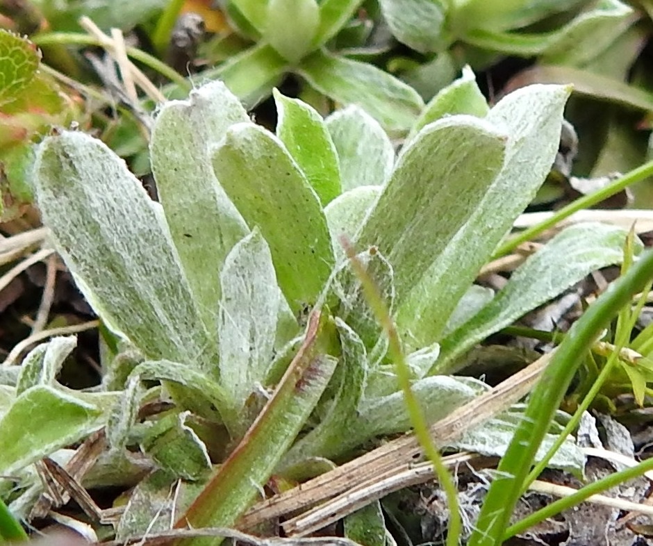Antennaria canescens - harmaakissankäpälän ruusukelehdet ovat alapuolelta yleisväriltään harmaat ja huopamaisen tiheästi vaaleakarvaiset. Kuten kuvasta on nähtävissä, lehtien ylä- ja alapuolen värisävyssä ja karvoituksen määrässä ei parhaassa tapauksessa ole juurikaan eroa. EnL, Enontekiö, Kilpisjärvi, Saanan luoteisrinne, alapaljakan tunturikangas, rinteen poikki kohti Saanajärveä vievän polun vierus, 655 m mpy, 4.7.2025. Copyright Hannu Kämäräinen.