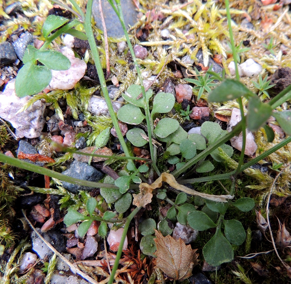 Cardamine hirsuta - mäkilitukan parilehdykkäinen tyviruusuke on selvä ja yleensä monilehtinen. Ruusukelehdet ovat ruodilliset, tavallisesti noin 1,5-5 cm pitkät ja leveimmältä kohtaa noin 0,5-1,5 cm leveät. Ruoti on kalju tai karvainen, ja sen osuus lehden kokonaispituudesta on useimmiten noin 0,5-1,5 cm. Kärkilehdykkä on sivulehdyköitä kookkaampi, munuaismainen, vastapuikean pyöreä tai kulmikas, usein ehytlaitainen ja yleensä noin 2-10 mm pitkä ja noin 3-15 mm leveä. Sivulehdyköitä on useimmiten yhdestä viiteen paria. Ne ovat ruodilliset, pyöreähköt tai vastapuikean pyöreähköt, ehytlaitaiset ja läpimitaltaan noin 1-7 mm. Ruoti on noin 0,3-3 mm pitkä. EH, Hämeenlinna, Loimalahti, Hirsimäki, omakotitalon pihamaa, kukkapenkin laitasoran rikka, joka saapunut koristekasvitaimien mukana, 12.6.2015. Copyright Hannu Kämäräinen.