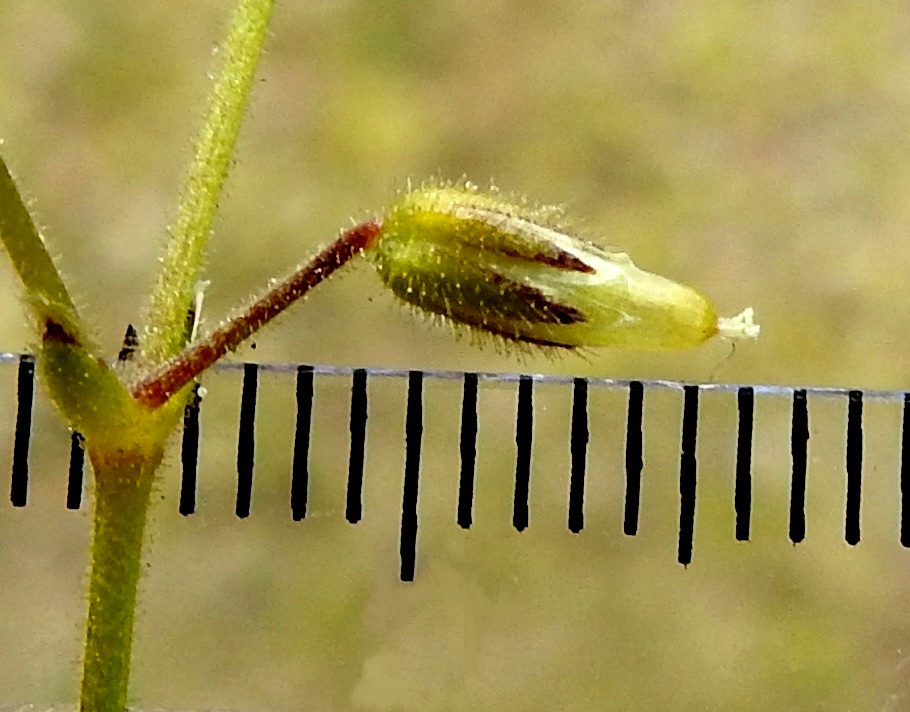 Cerastium glutinosum - tahmahärkin hedelmä on lieriömäinen, suora tai hieman ylöspäin kaartuva ja kellertävä kota, joka on yleensä noin 6-8 mm pitkä, noin 1,8-2 mm leveä ja huomattavasti verhiötä pitempi. 23.5.2025. Copyright Hannu Kämäräinen.