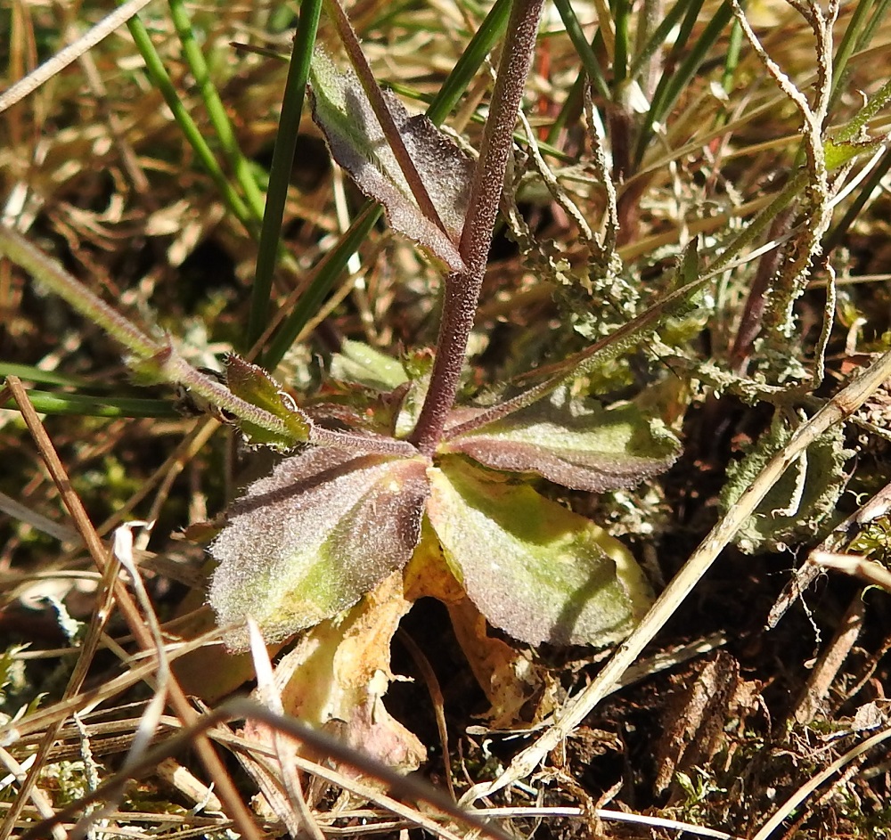 Drabella muralis - vallikynsikön tyvellä on ruusukelehtikiehkura, jonka lehdet alkavat lakastua jo kukinnan aikana. Varsi haaroineen on vihreä tai tyviosastaan punaruskea ja tiheästi tähtikarvainen. 18.5.2025. Copyright Hannu Kämäräinen.